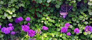 North Center Residence